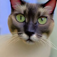 Siamese Cat